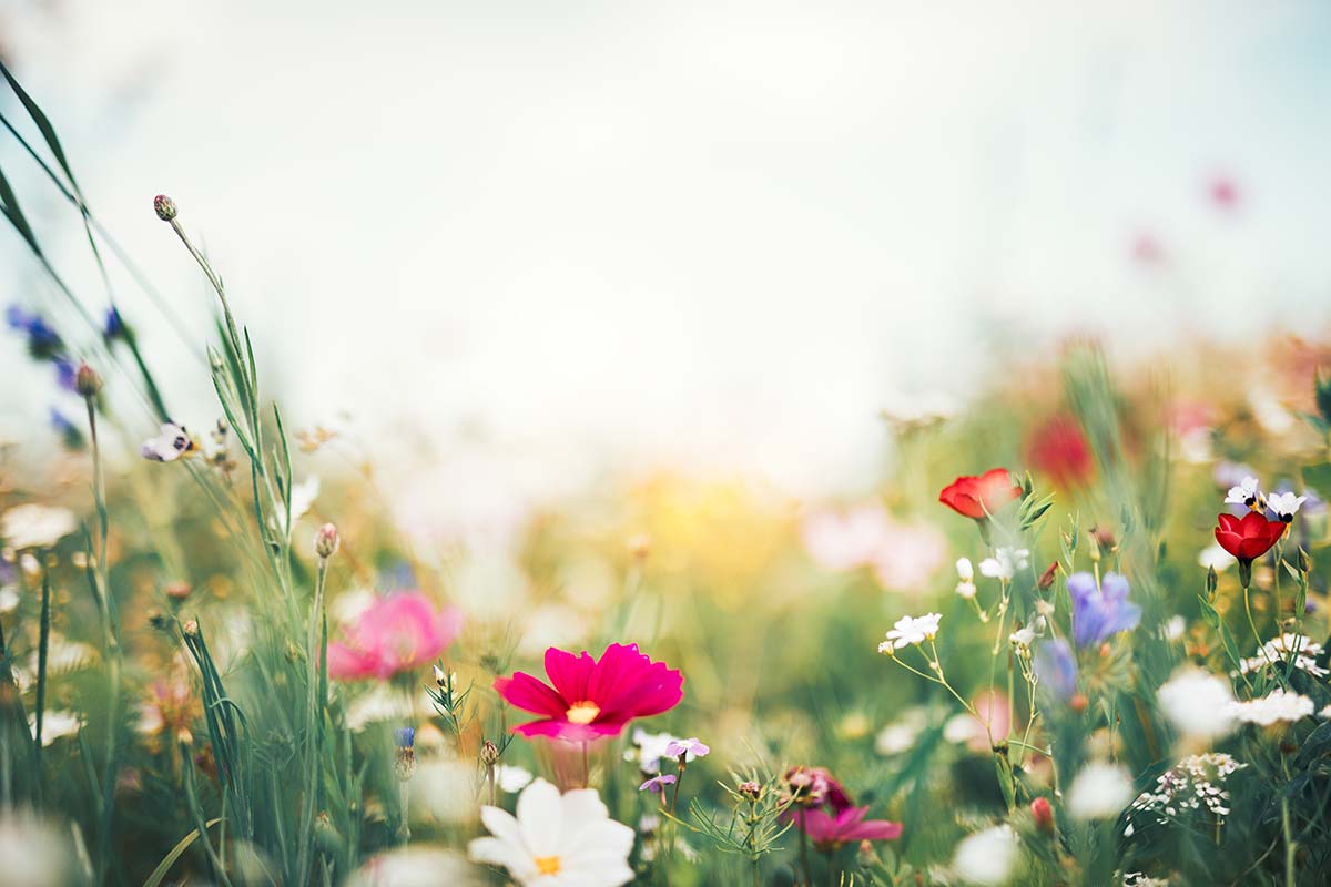 OakwoodLife Springtime Flowers